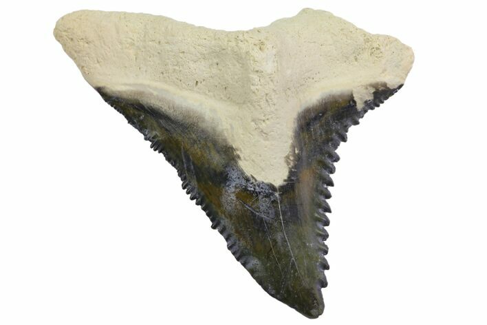Fossil Shark Tooth (Hemipristis) - Bone Valley, Florida #145134